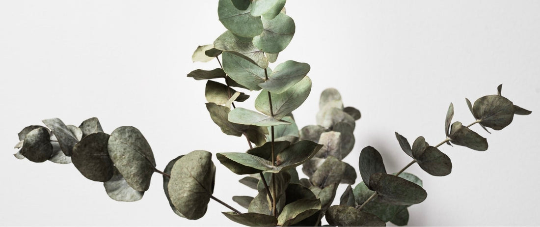 Why Eucalyptus is the Ultimate Foot Care Ingredient for Professional Treatments