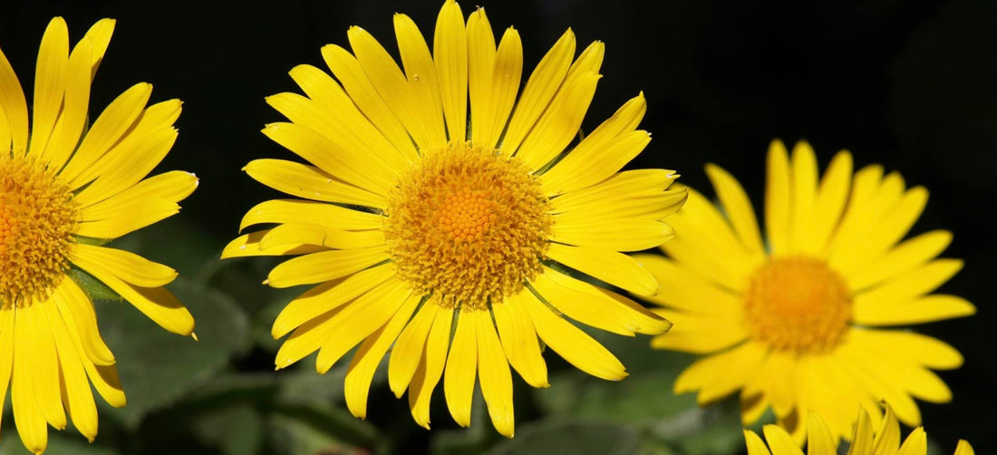 The Power of Arnica in Skincare: An In-Depth Exploration for Professionals